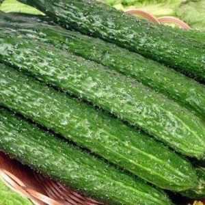 �S���ǾGɫ������ʲôҪ�С��S������