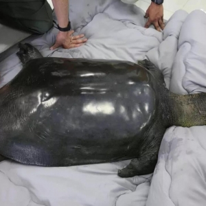 �ȴ���؈߀���F���Ї�Ψһ���԰��Mȥ�� ȫ��Hʣ3ֻ